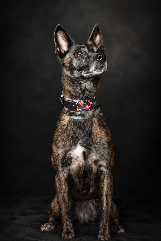 Galaxy Planet Biothane Dog Collar