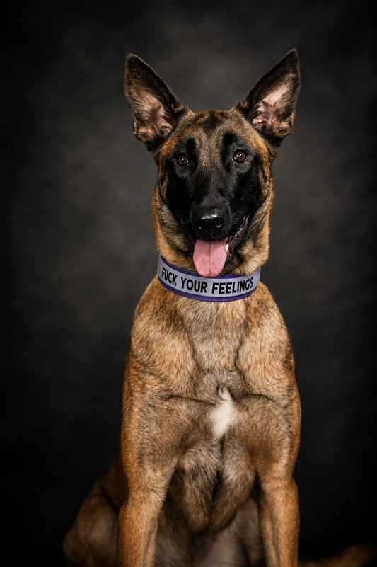 💜Purple Feelings- Layered Biothane Dog Collar