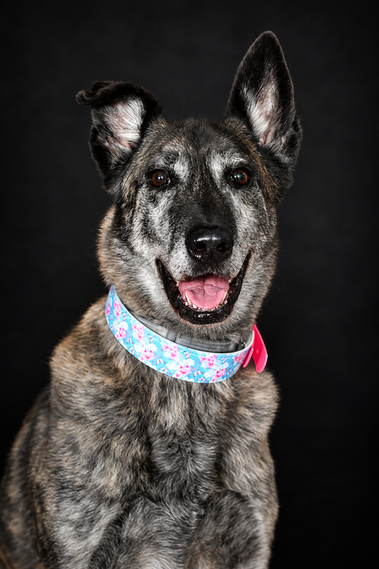 Pastel Floral Tapered Biothane Collar